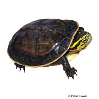 Amboina Box Turtle (Cuora amboinensis)