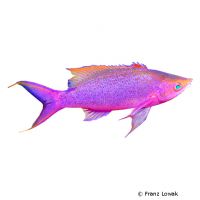 Amethyst Anthias (Pseudanthias pascalus)