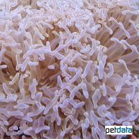 Anchor Coral (LPS) (Fimbriaphyllia ancora)