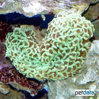 Anchor Coral Green (LPS) (Fimbriaphyllia ancora 'Green')