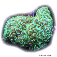 Anchor Coral Neon Green (LPS) (Fimbriaphyllia ancora 'Neon Green')