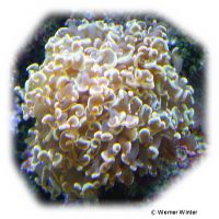 Anchor Coral Yellow (LPS) (Fimbriaphyllia ancora 'Yellow')