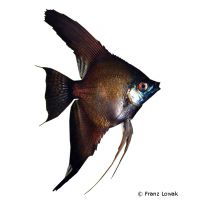 Angelfish Black Broadfin (Pterophyllum scalare var.)
