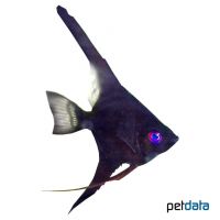 Angelfish Black (Pterophyllum scalare var.)