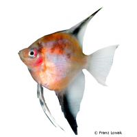 Angelfish Orange Black (Pterophyllum scalare var.)