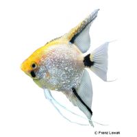 Angelfish Pearl Gold Head (Pterophyllum scalare var.)