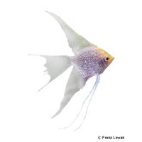 Angelfish Pearl (Pterophyllum scalare var.)