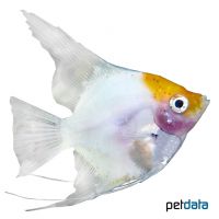 Angelfish Platinum Goldhead (Pterophyllum scalare var.)