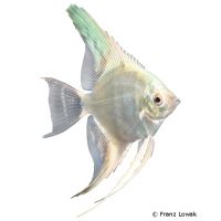 Angelfish Platinum (Pterophyllum scalare var.)