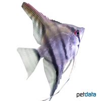 Angelfish (Pterophyllum scalare)