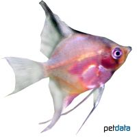 Angelfish Red Black (Pterophyllum scalare var.)