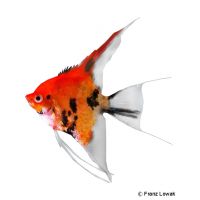 Angelfish Red Devil (Pterophyllum scalare var.)