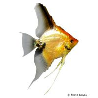 Angelfish Red Head (Pterophyllum scalare var.)