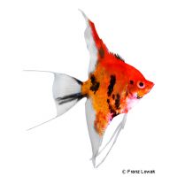 Angelfish Red King (Pterophyllum scalare var.)