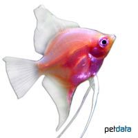 Angelfish Red (Pterophyllum scalare var.)