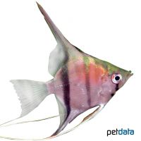 Angelfish Redback (Pterophyllum scalare var.)
