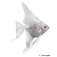 Angelfish Silver (Pterophyllum scalare var.)