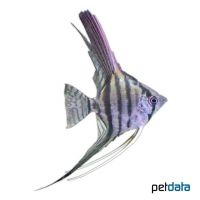 Angelfish Zebra (Pterophyllum scalare var.)