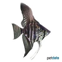 Angelfish Zebra Smokey (Pterophyllum scalare var.)