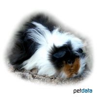 Angora Guinea Pig (Cavia porcellus 'Angora')