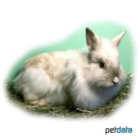 Angora Rabbit (Oryctolagus cuniculus f. dom. 'Angora')