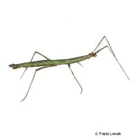 Annam Walking Stick (Medauroidea extradentata)