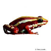 Anthony's Poison-Arrow Frog (Epipedobates anthonyi)