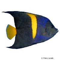 Arabian Angelfish (Pomacanthus asfur)
