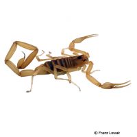 Arizona Bark Scorpion (Centruroides exilicauda)