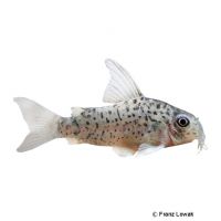 Armatus Corydoras (Corydoras armatus)