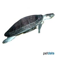 Arrau River Turtle (Podocnemis expansa)