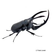 Atlas Beetle (Chalcosoma atlas)