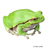 Australian Green Treefrog (Litoria caerulea)