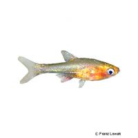 Axelrod's Rasbora (Sundadanio axelrodi)