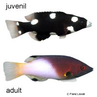 Axilspot Hogfish (Bodianus axillaris)