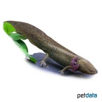 Axolotl (Ambystoma mexicanum)