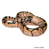 Ball Python Bumlebee (Python regius)