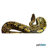 Ball Python (Python regius)