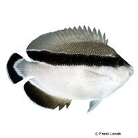 Banded Angelfish (Apolemichthys arcuatus)