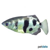 Banded Archerfish (Toxotes jaculatrix)