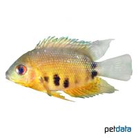 Banded Cichlid Inirida Red (Heros severus 'Inirida Red')