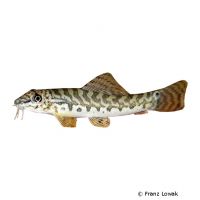 Banded Mountain Loach (Acanthocobitis urophthalmus)
