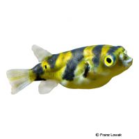 Banded Puffer (Colomesus psittacus)