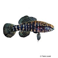 Banded Pygmy Sunfish (Elassoma zonatum)