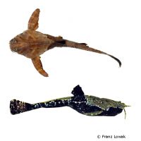 Banjo Catfish (Bunocephalus coracoideus)