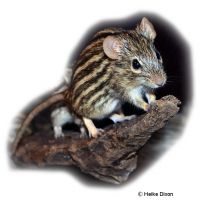 Barbary Striped Grass Mouse (Lemniscomys barbarus)