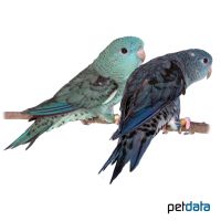 Barred Parakeet Blue (Bolborhynchus lineola 'Blue')