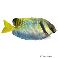 Barred Spinefoot Rabbitfish (Siganus doliatus)