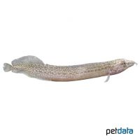 Barred Spiny Eel (Macrognathus pancalus)