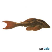 Basilisk Pleco (Hypostomus basilisko)